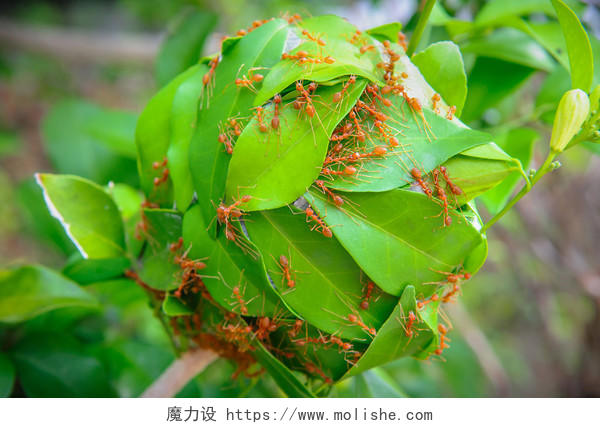 蚂蚁们搬运植物叶片蚂蚁团结